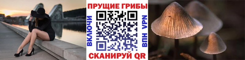 сколько стоит  Избербаш  mega   Псилоцибиновые грибы мицелий 