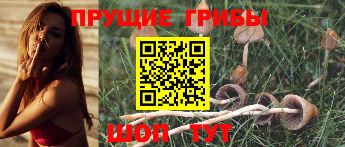 Псилоцибиновые грибы GOLDEN TEACHER  Избербаш 